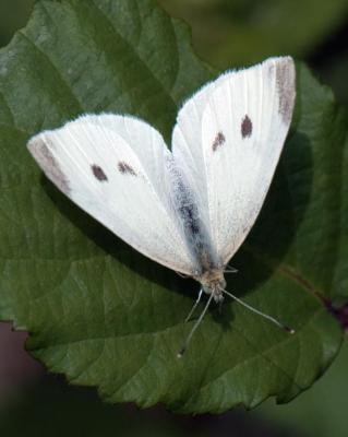 MARIPOSA